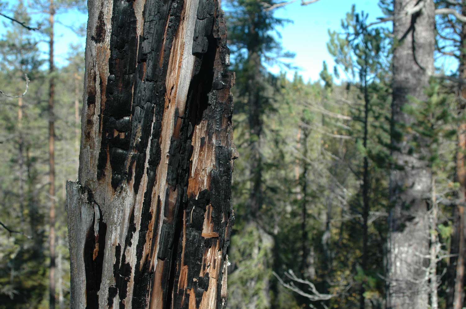 Fire History - Dendrochronology